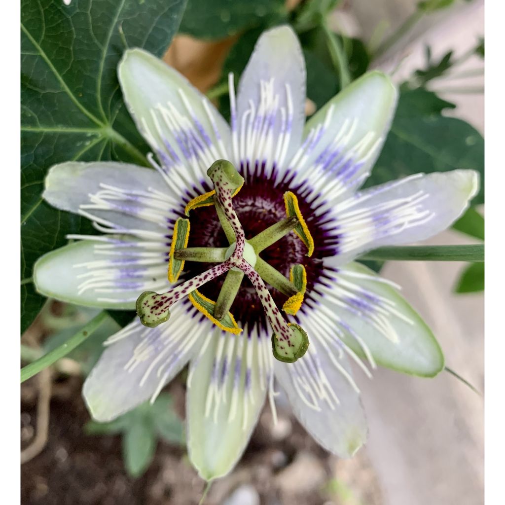 Passiflora Panda - Passiebloem