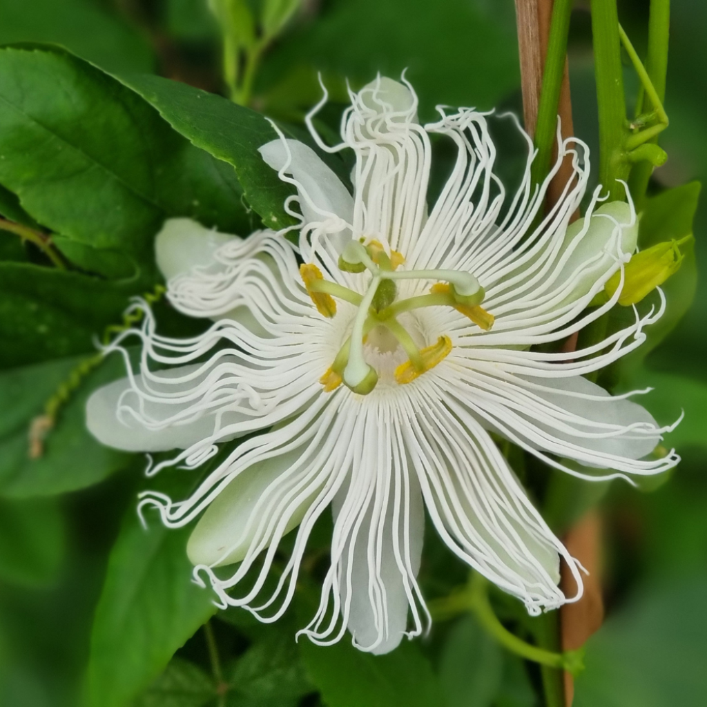 Passiflora Snow Star - Passiebloem