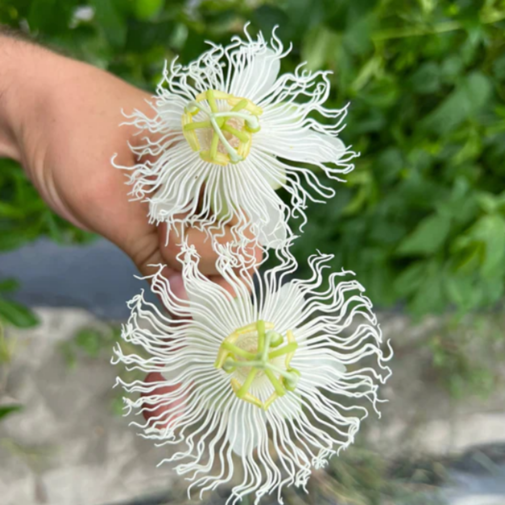 Passiflora Snow Star - Passiebloem