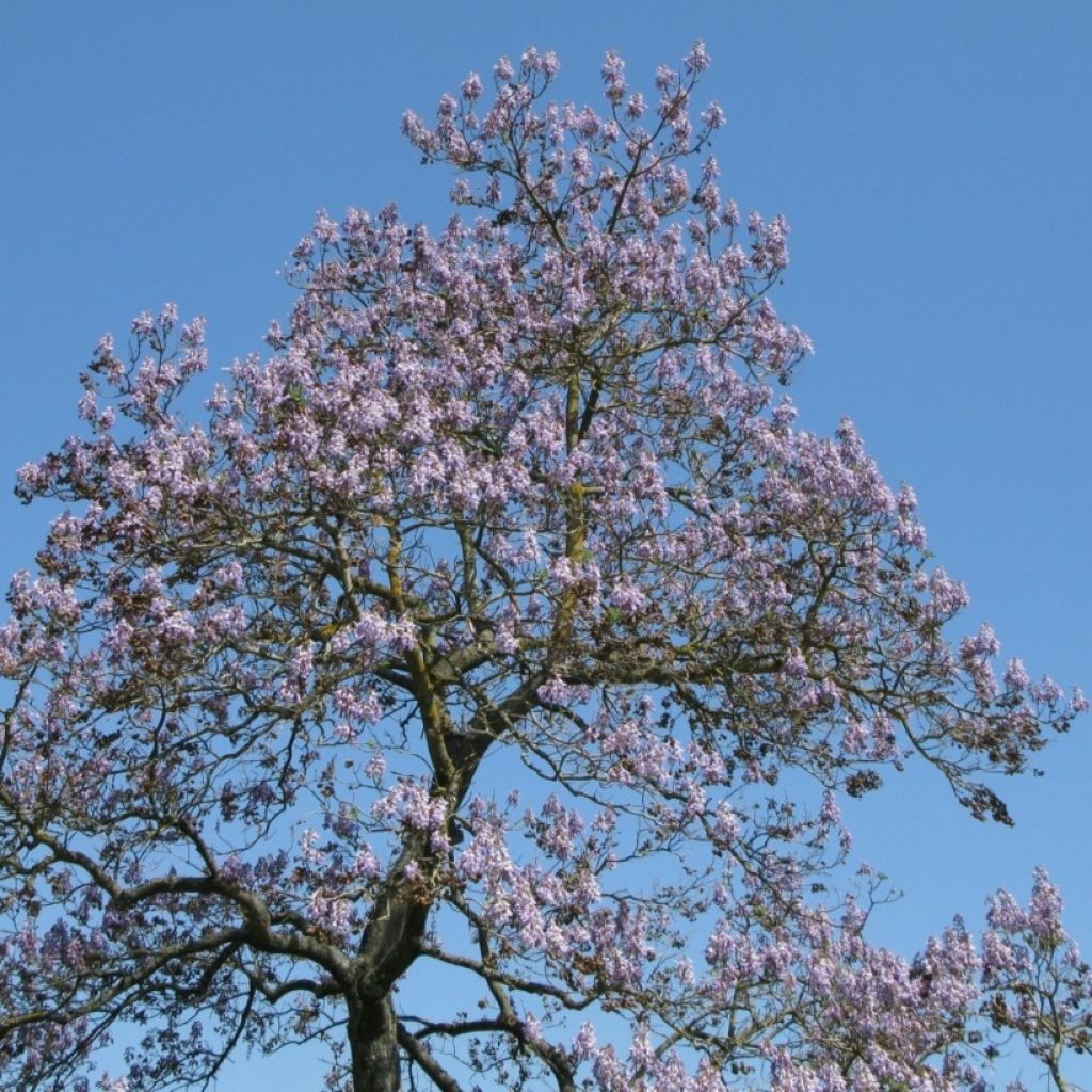 Paulownia tomentosa - Anna Paulownaboom