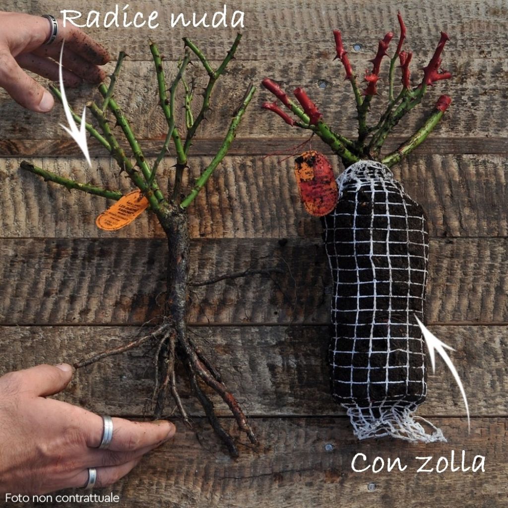 Rosa Nadia Meillandecor - Polyantharoos