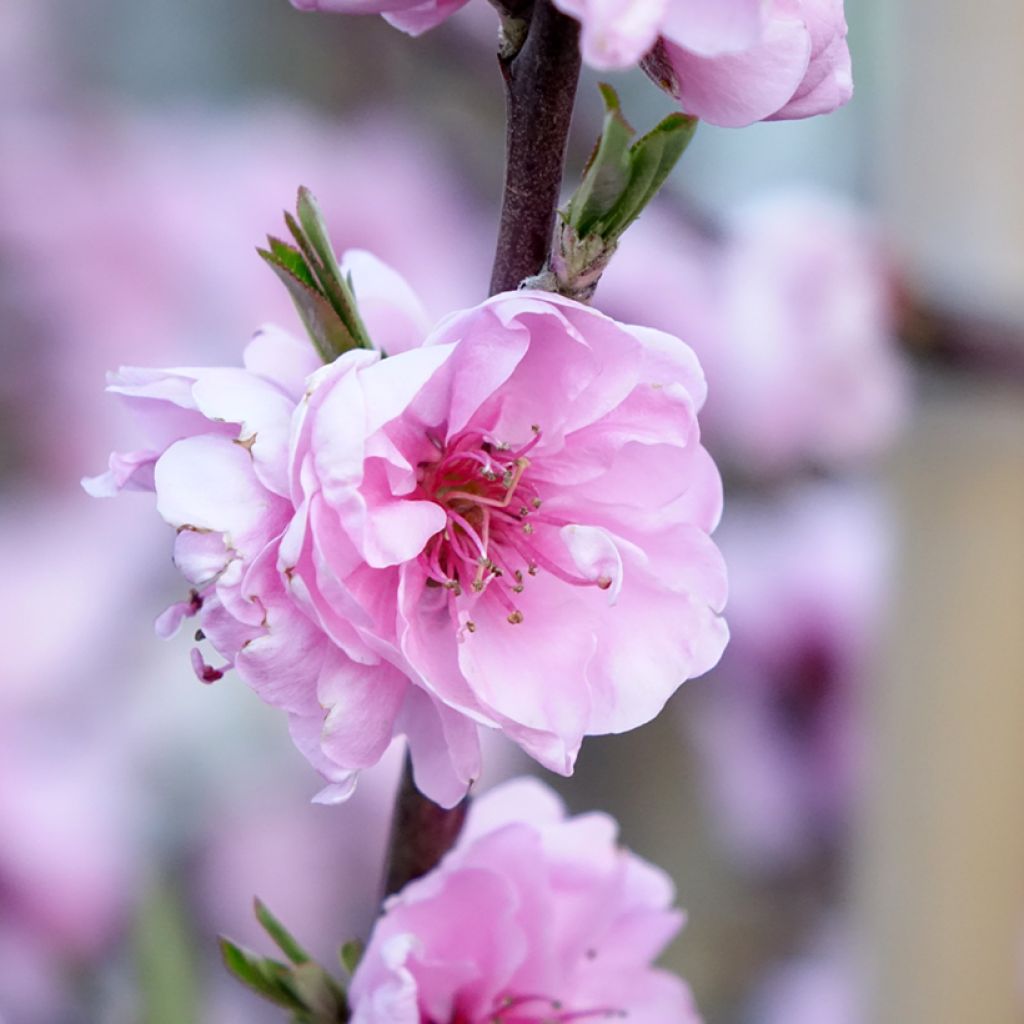 Prunus persica Taoflora Red biologisch - Perzik