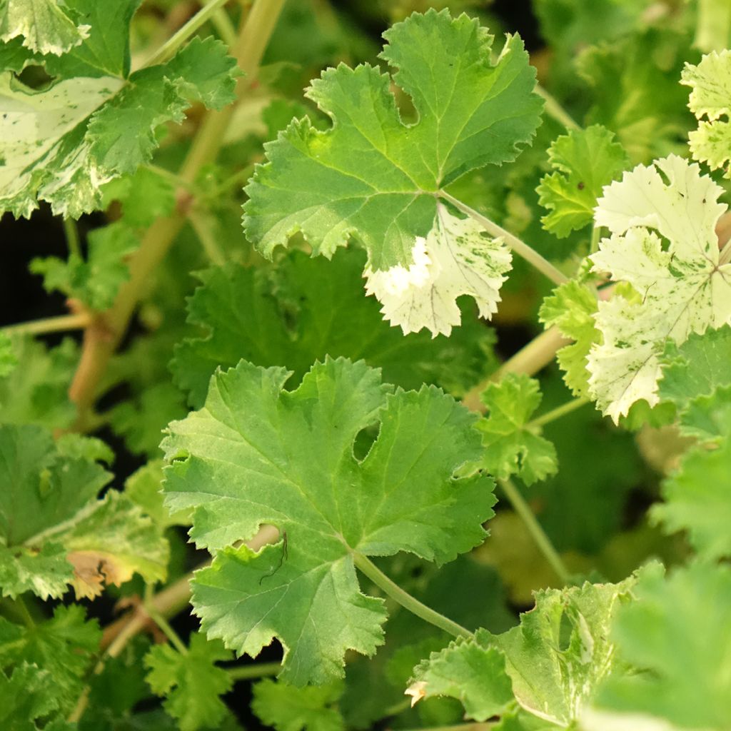 Pelargonium crispum Peach Cream - Geurgeranium