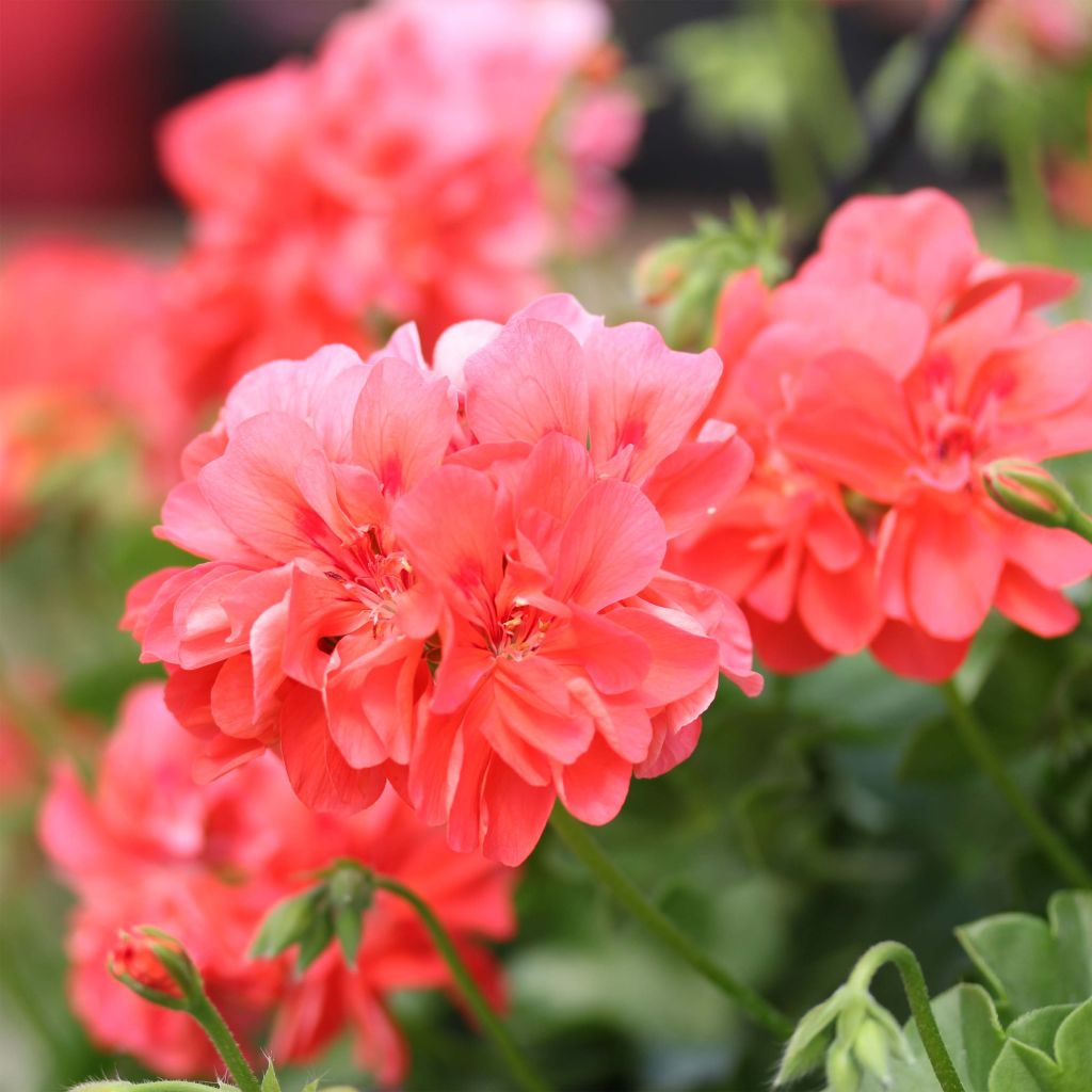 Pelargonium peltatum Apricot Salmon Orange - Hanggeranium dubbel