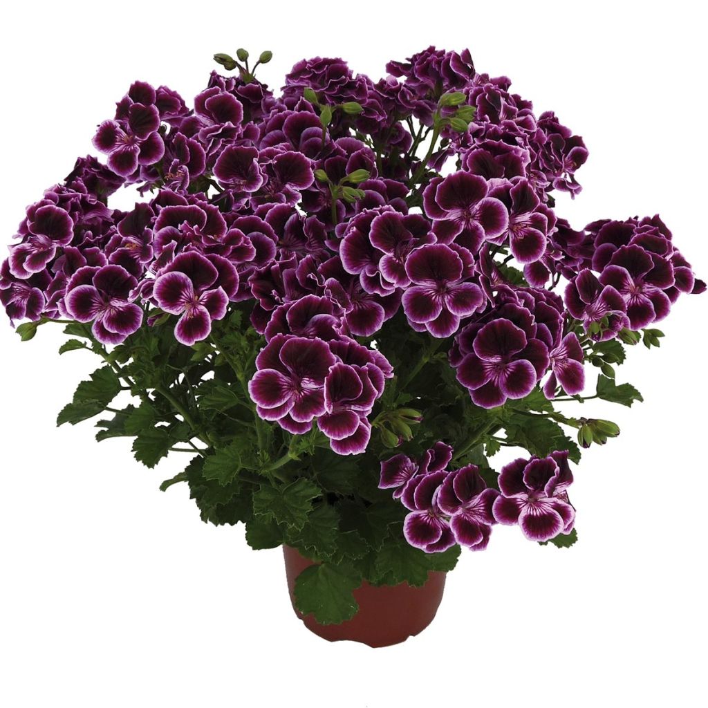 Pelargonium Mosquitaway Megan - Citroengeranium