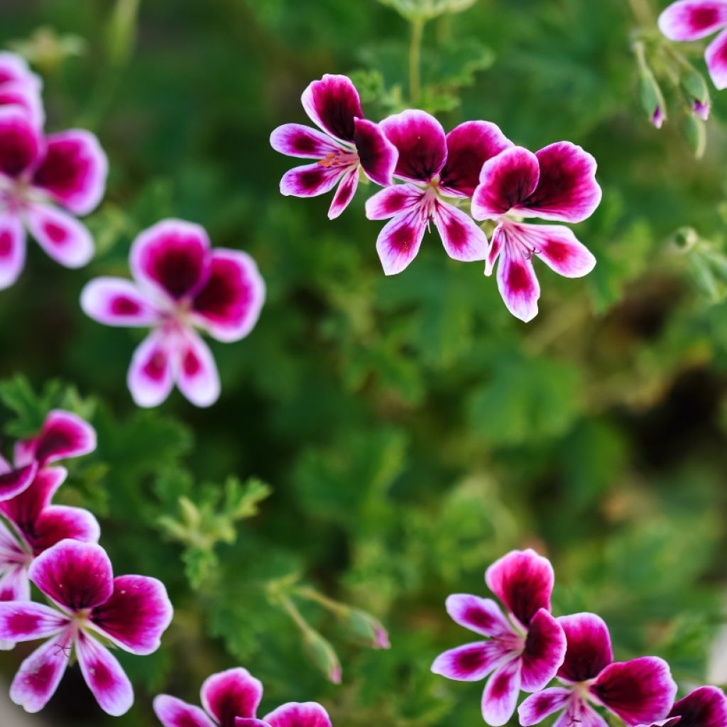 Pelargonium Mosquitaway Eva - Citroengeranium