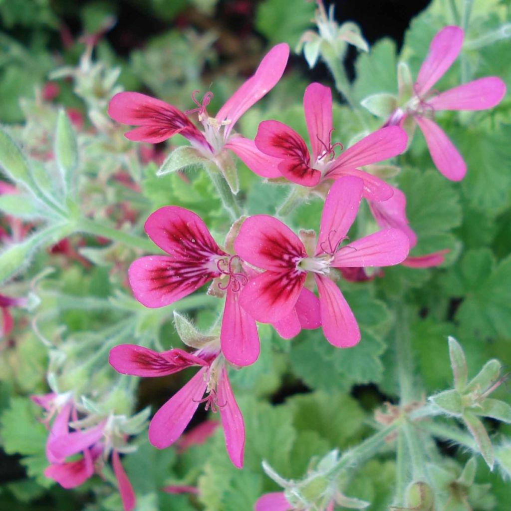 Pelargonium Concolor Lace - Geurgeranium