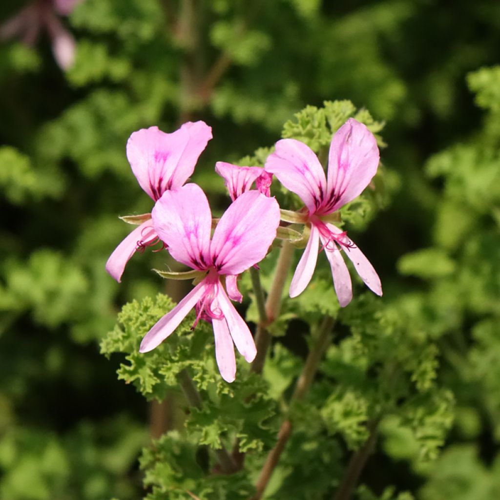 Pelargonium crispum Minor - Citroengeranium
