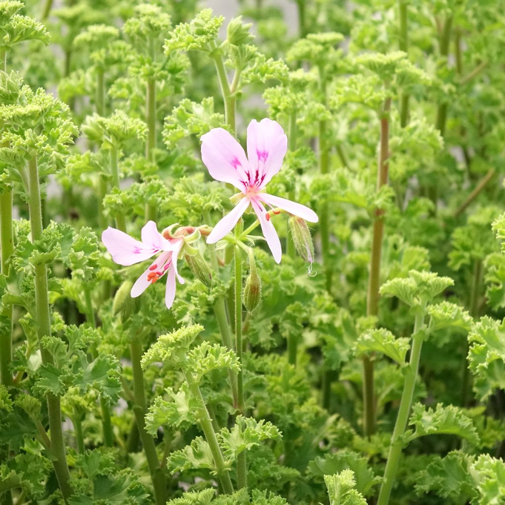 Pelargonium crispum Minor - Citroengeranium