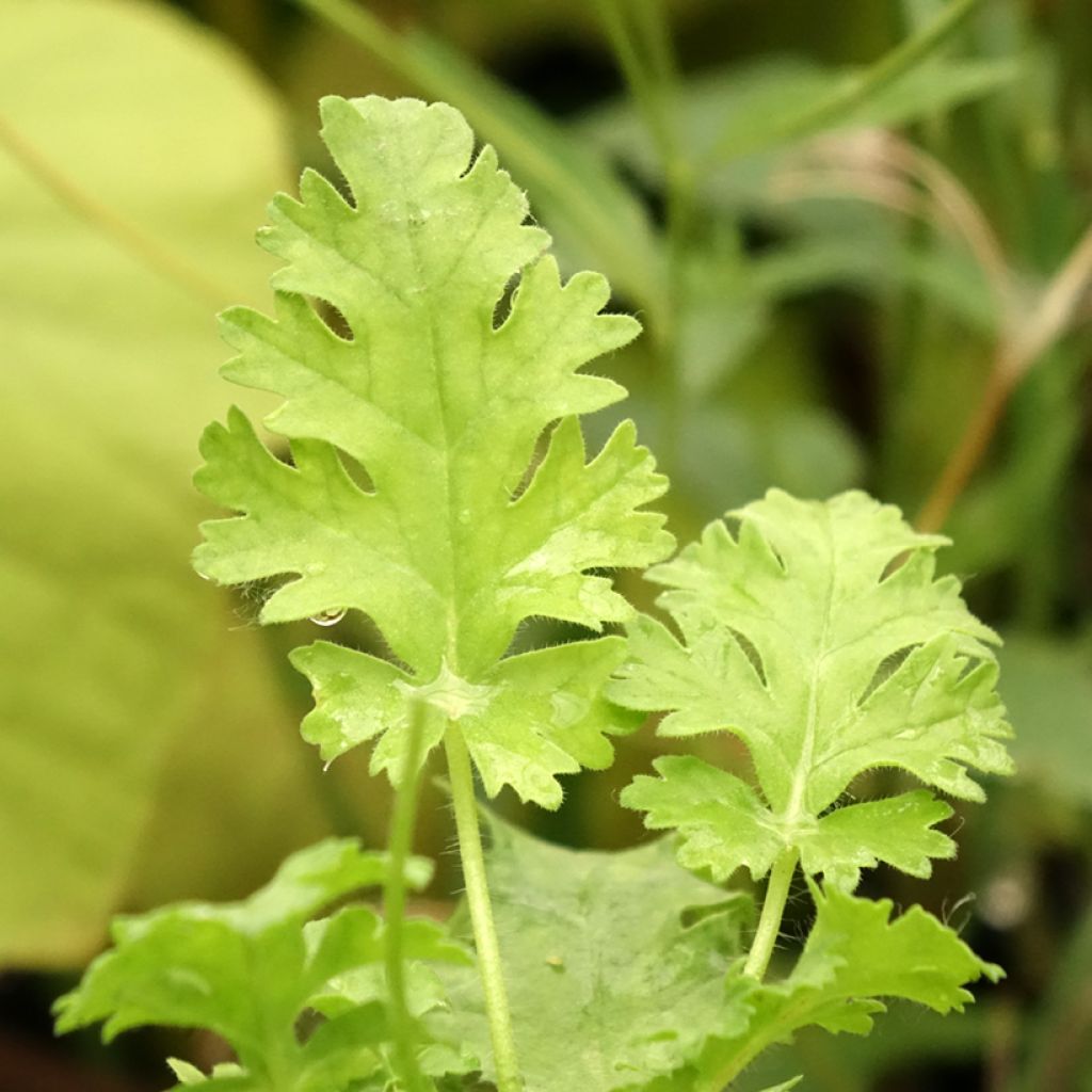 Pelargonium ionidiflorum - Botanische pelargonium
