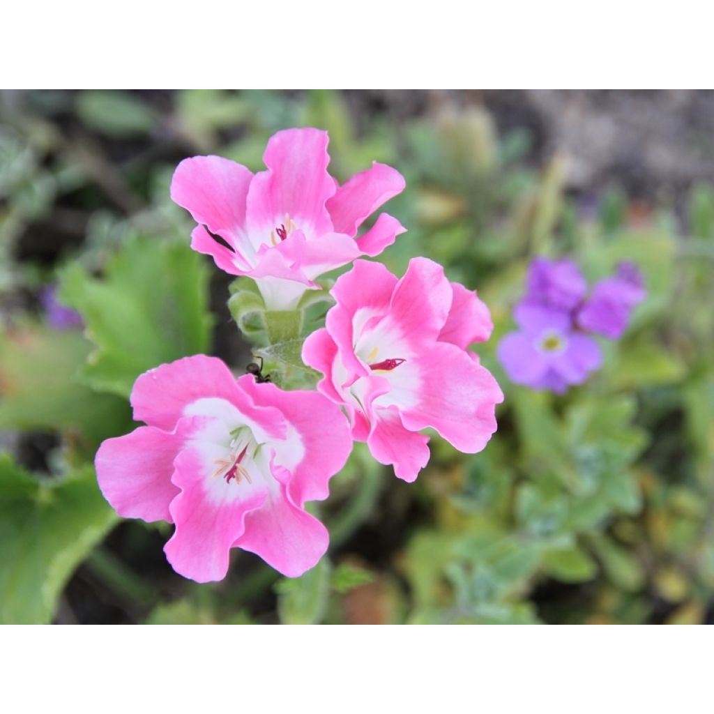 Pelargonium Bermuda Pink - Engelse geranium