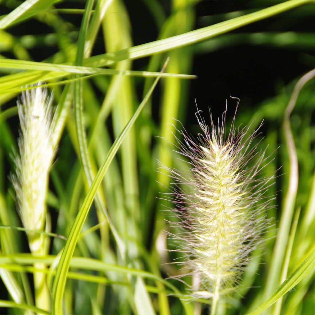 Pennisetum alopecuroïdes Hameln Gold - Lampenpoetsersgras