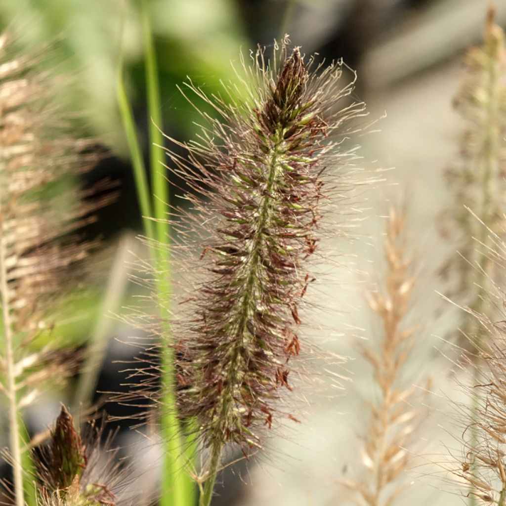Pennisetum alopecuroïdes Red Head - Lampenpoetsersgras