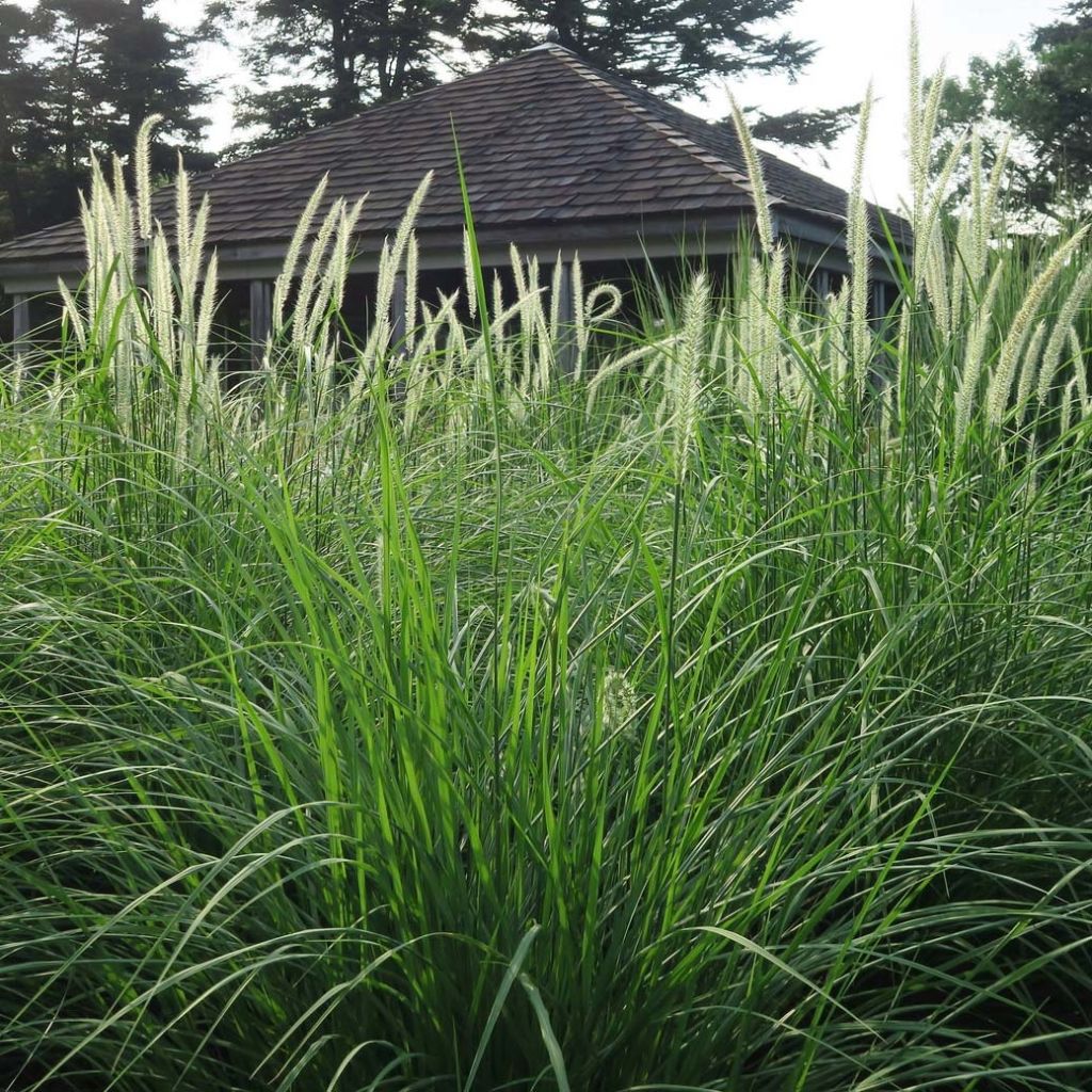 Pennisetum orientale Fairy Tails - Lampenpoetsersgras