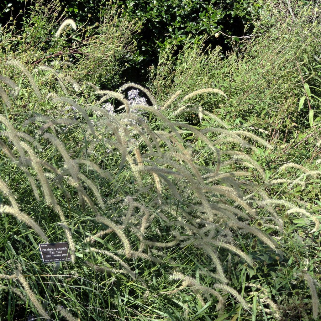 Pennisetum orientale Tall Tails - Lampenpoetsersgras