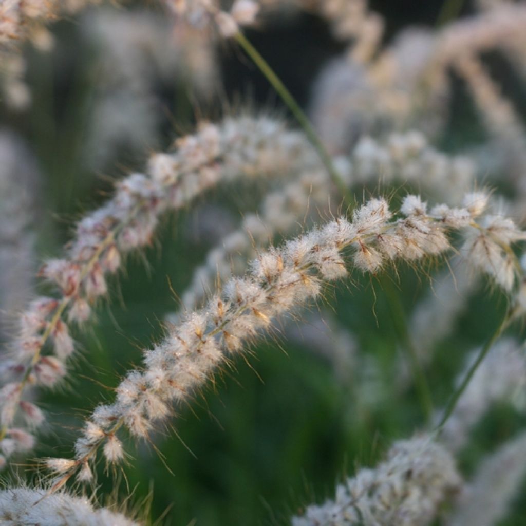 Pennisetum orientale Tall Tails - Lampenpoetsersgras