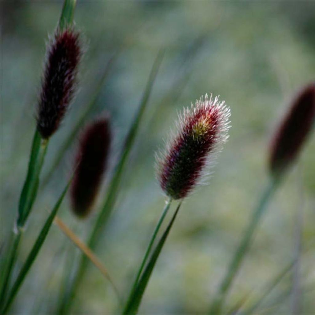 Pennisetum thunbergii - Lampenpoetsersgras