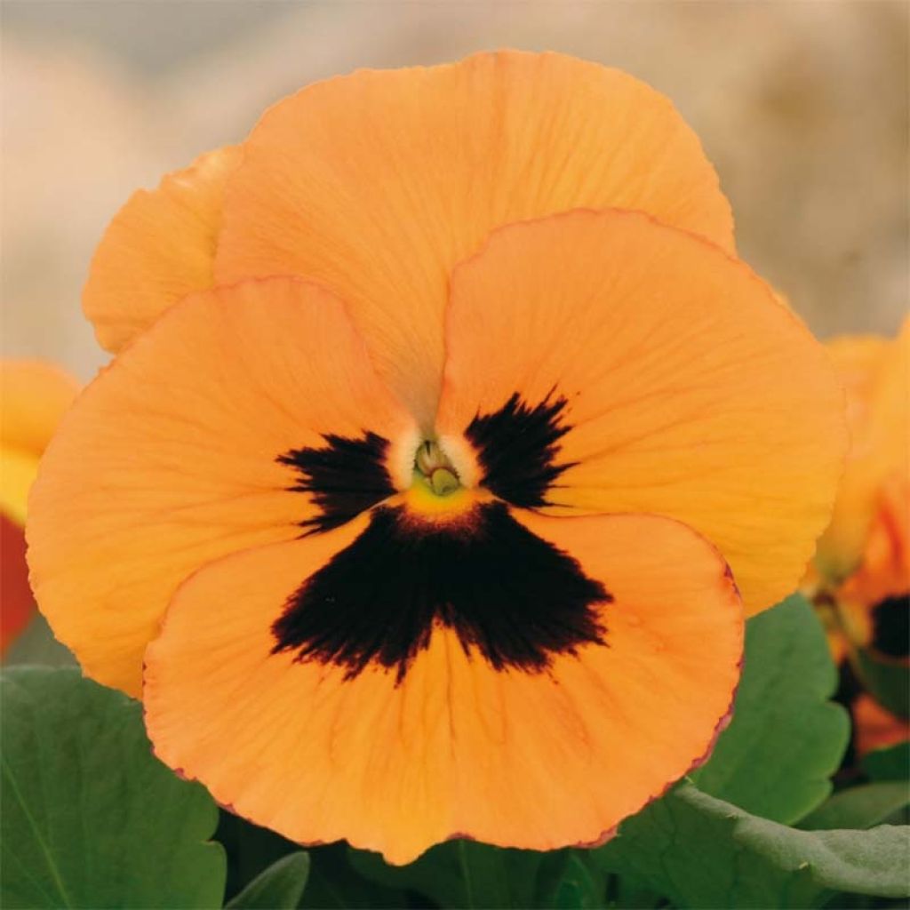 Viola Inspire F1 Orange with Blotch - Grootbloemige viool
