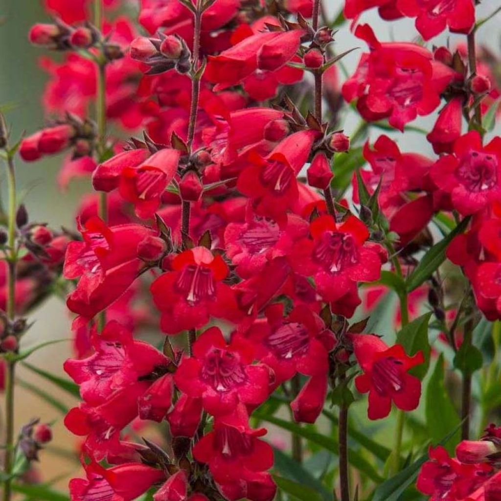Penstemon Harlequin Red - Slangenkop