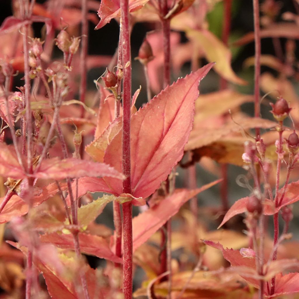 Penstemon smallii - Slangenkop