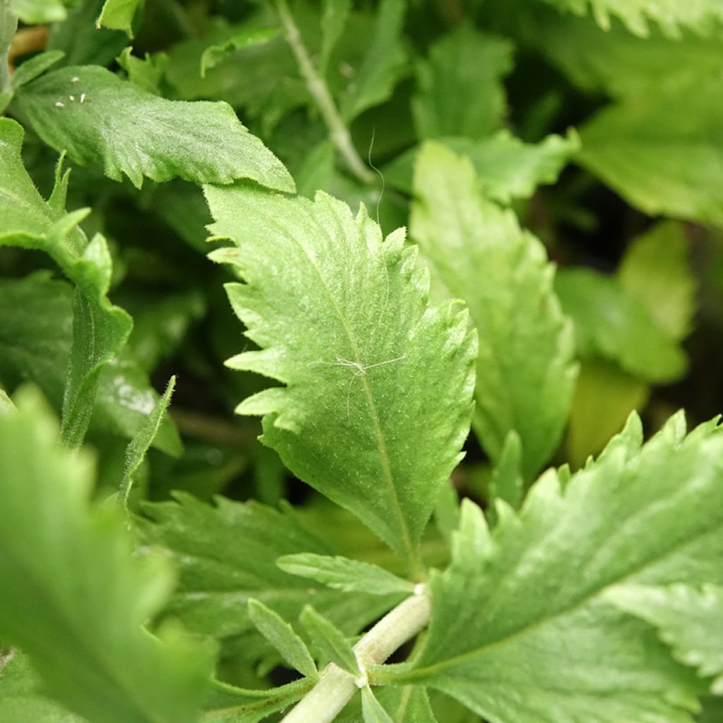 Perovskia Blue Steel - Russische salie