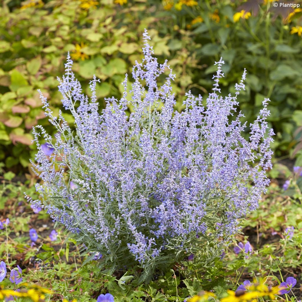 Perovskia atriplicifolia Lacey Blue - Russische salie