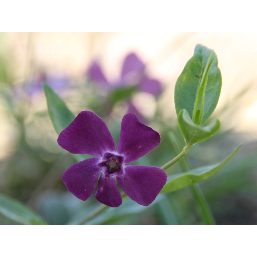 Vinca minor Atropurpurea - Kleine maagdenpalm