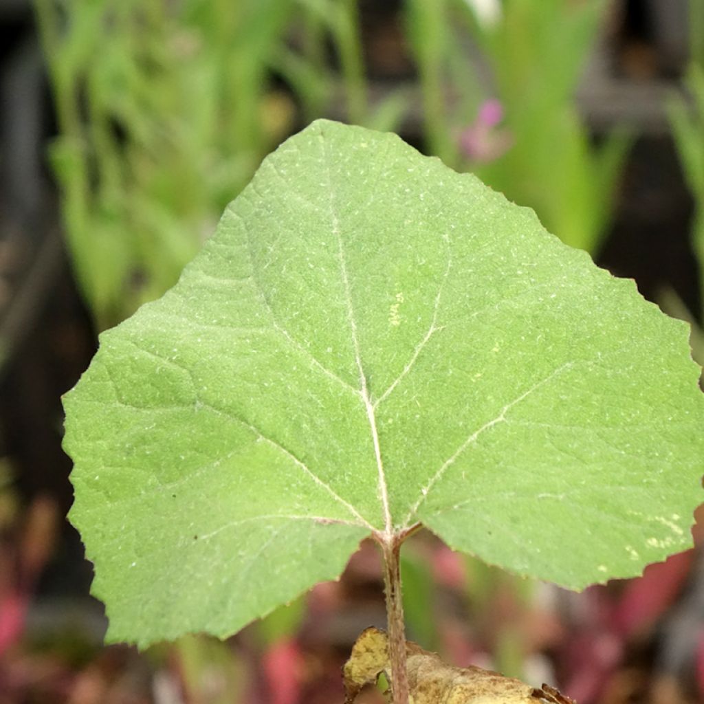 Petasites japonicus Giganteus - Japans hoefblad