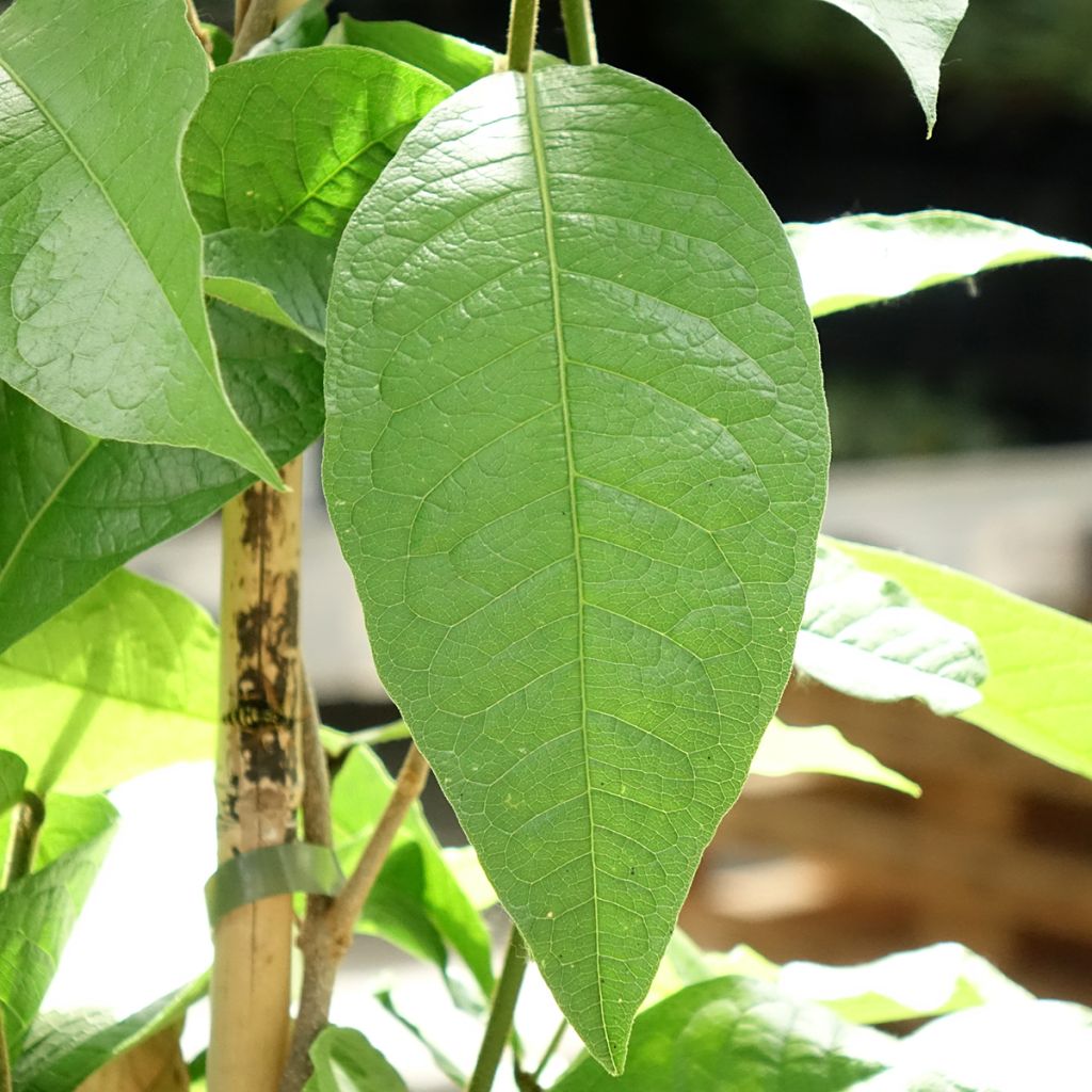 Petrea volubilis - Bloem van God