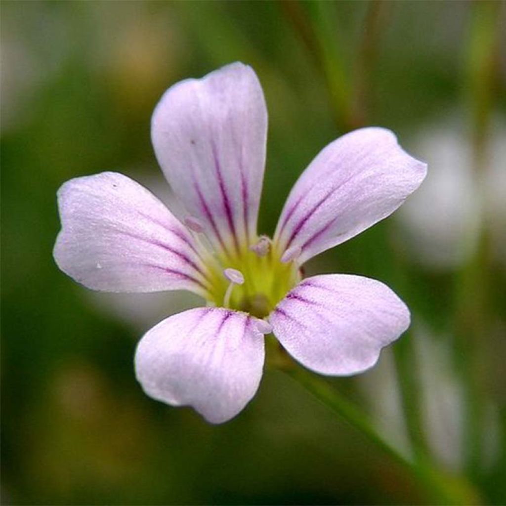Petrorhagia saxifraga - Kleine mantelanjer