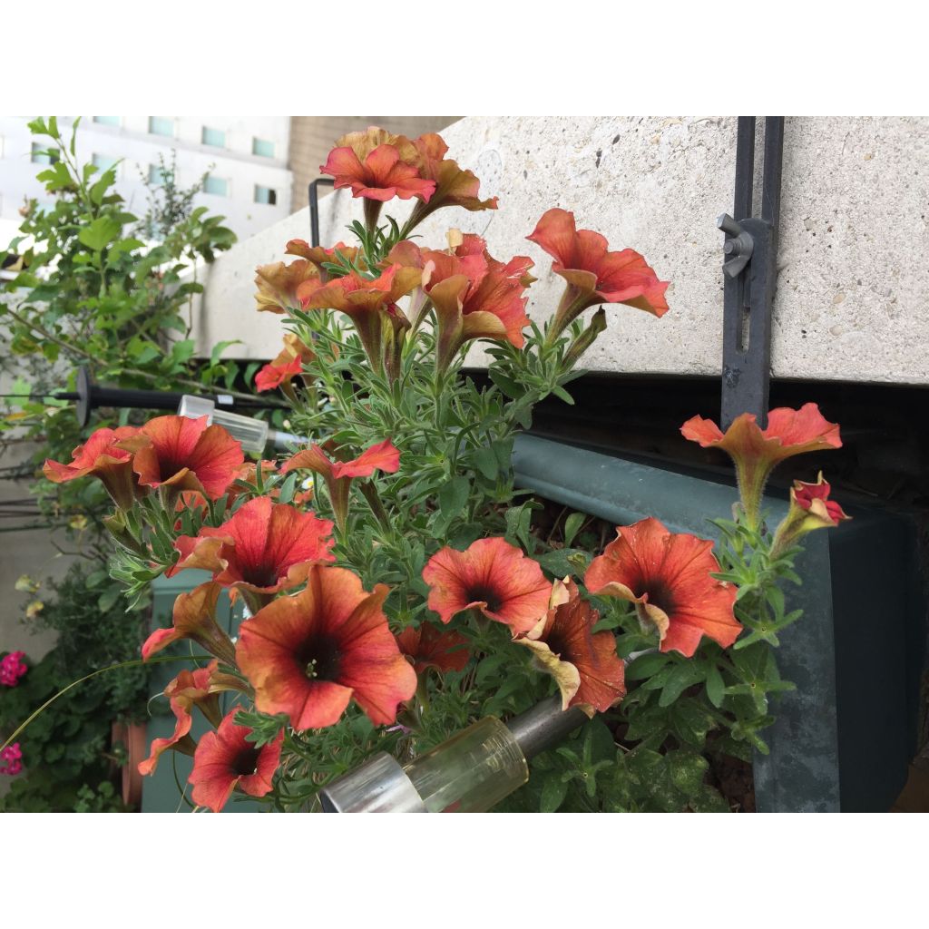 Petchoa BeautiCal Cinnamon - Calitunia