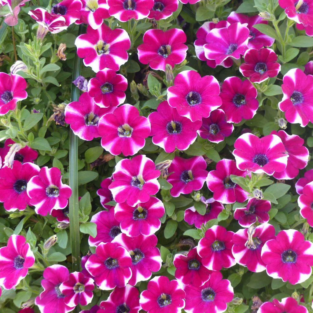 Petunia Cascadias Bicolor Cabernet - Hangpetunia