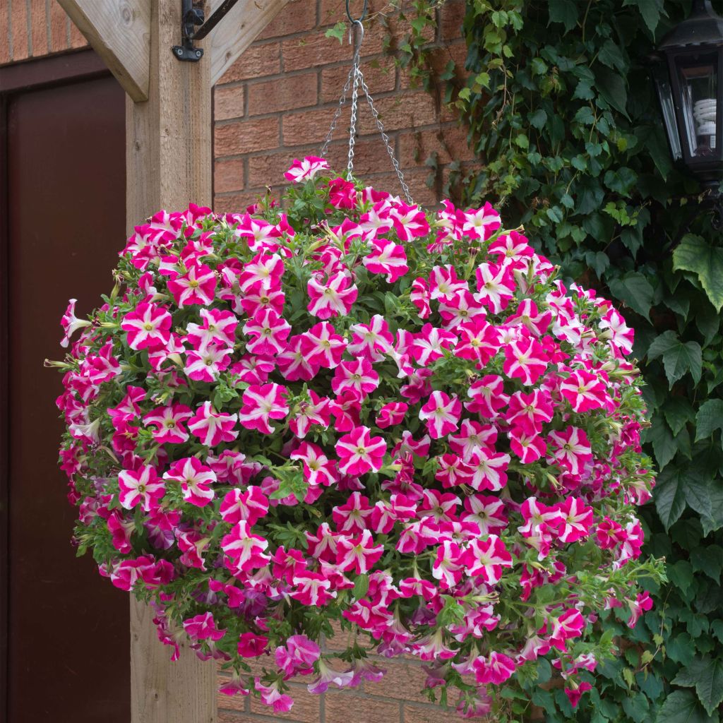 Petunia Designer Rose Star - Hangpetunia