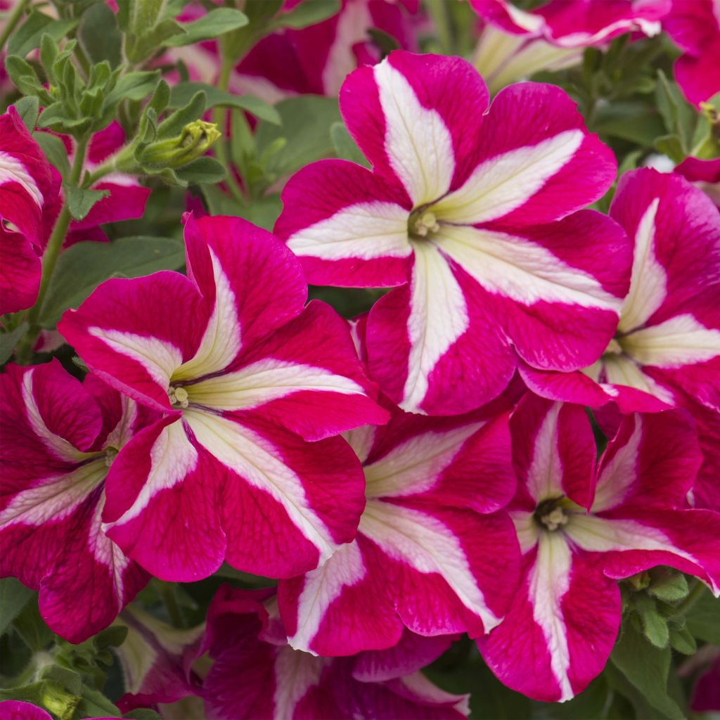 Petunia Designer Rose Star - Hangpetunia
