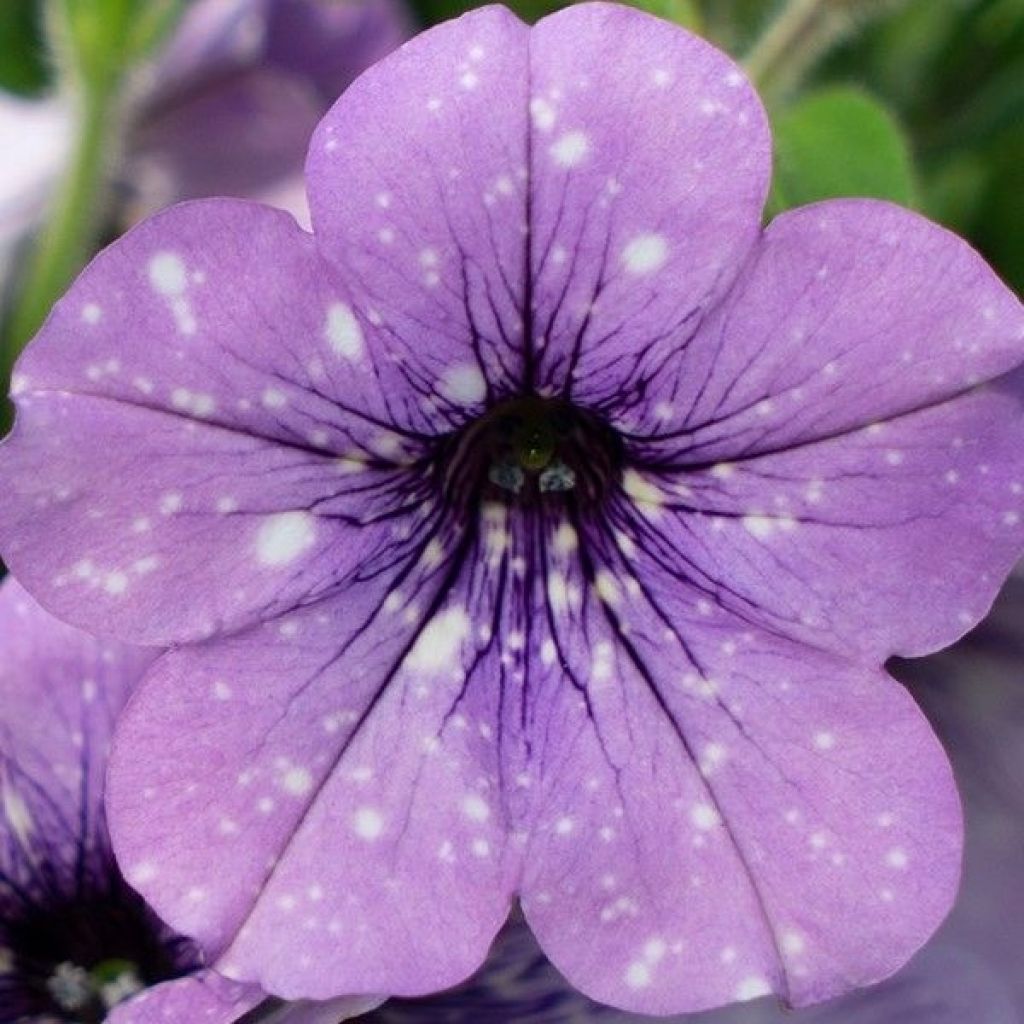 Petunia Lavender Sky - Hangpetunia