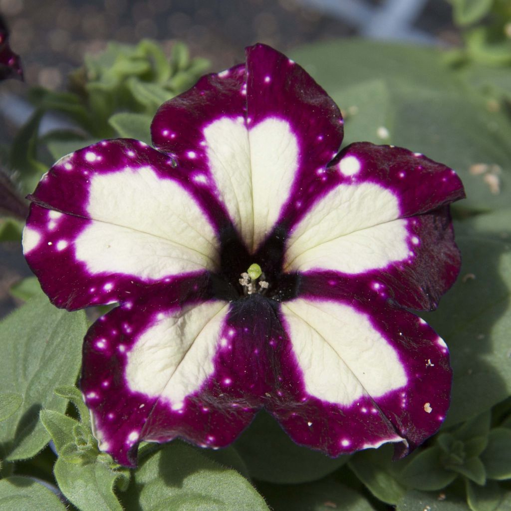 Petunia Lightning Sky - Hangpetunia