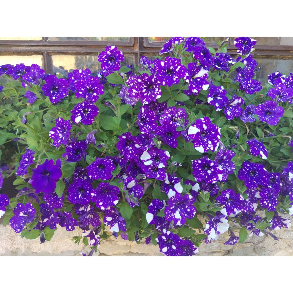 Petunia Night Sky - Hangpetunia