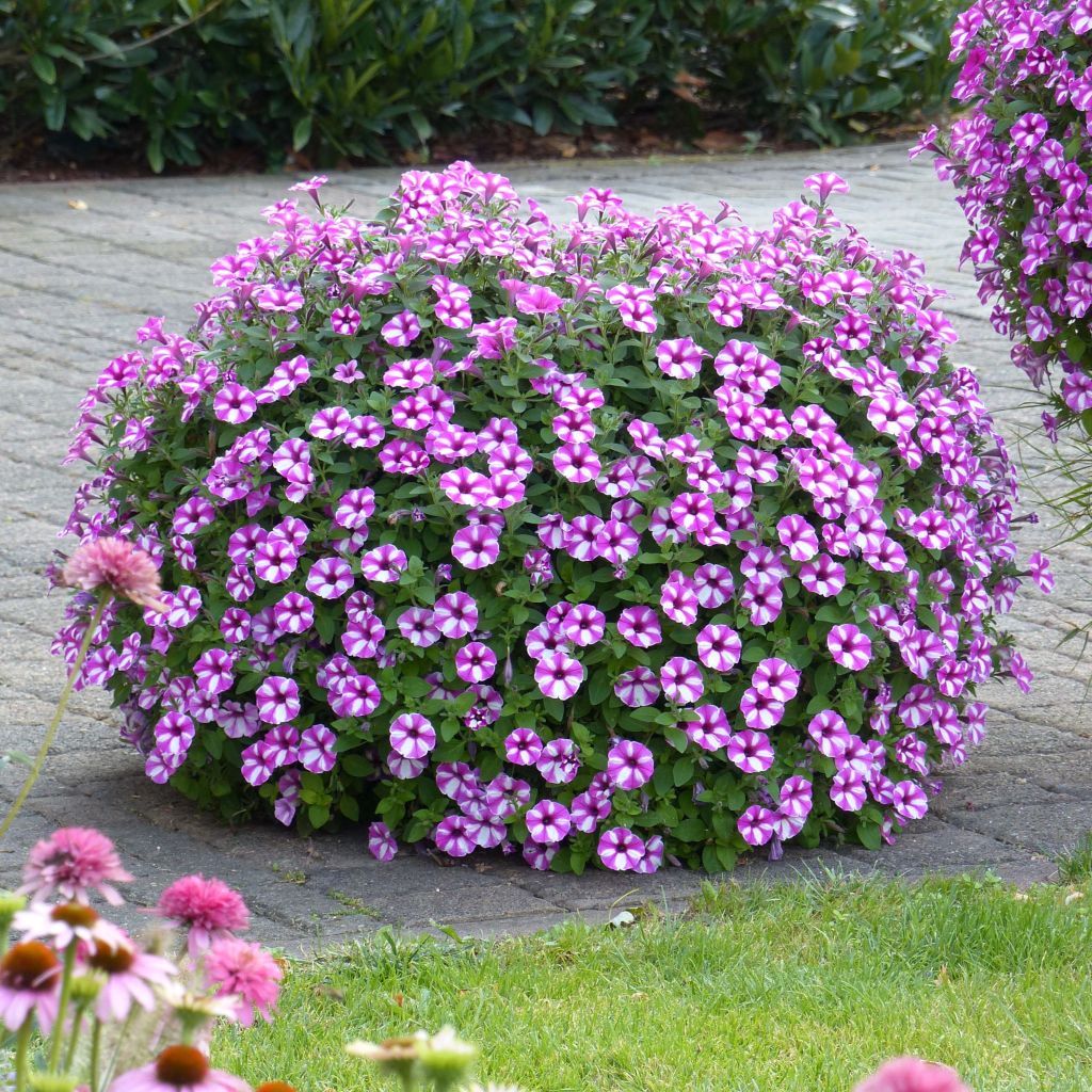 Petunia Raspberry Star - Hangpetunia