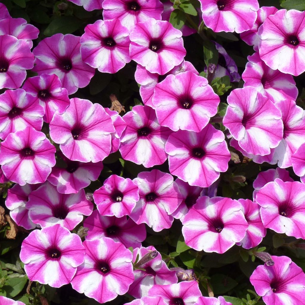 Petunia Raspberry Star - Hangpetunia