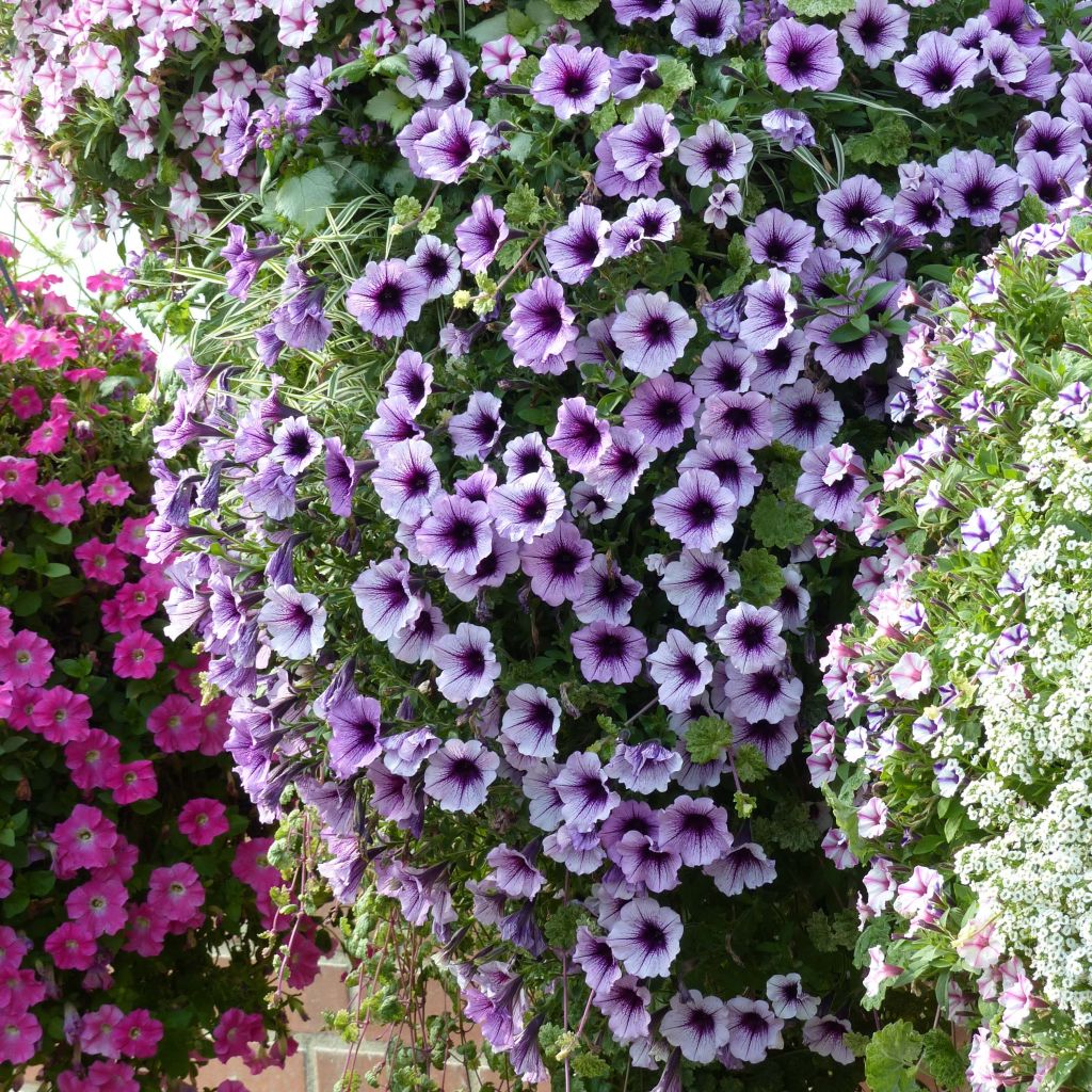Petunia Supertunia Bordeaux - Hangpetunia