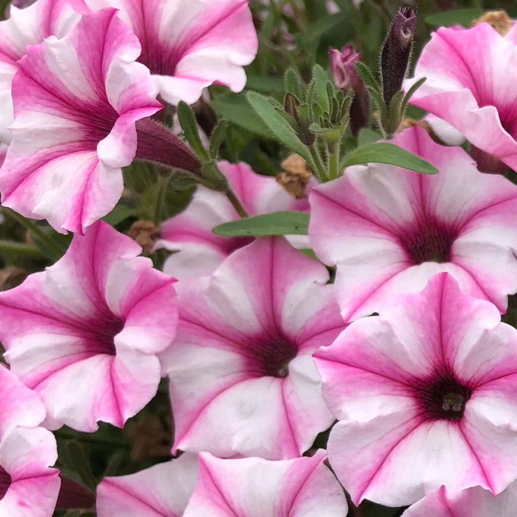 Petunia Supertunia Pink Star - Hangpetunia