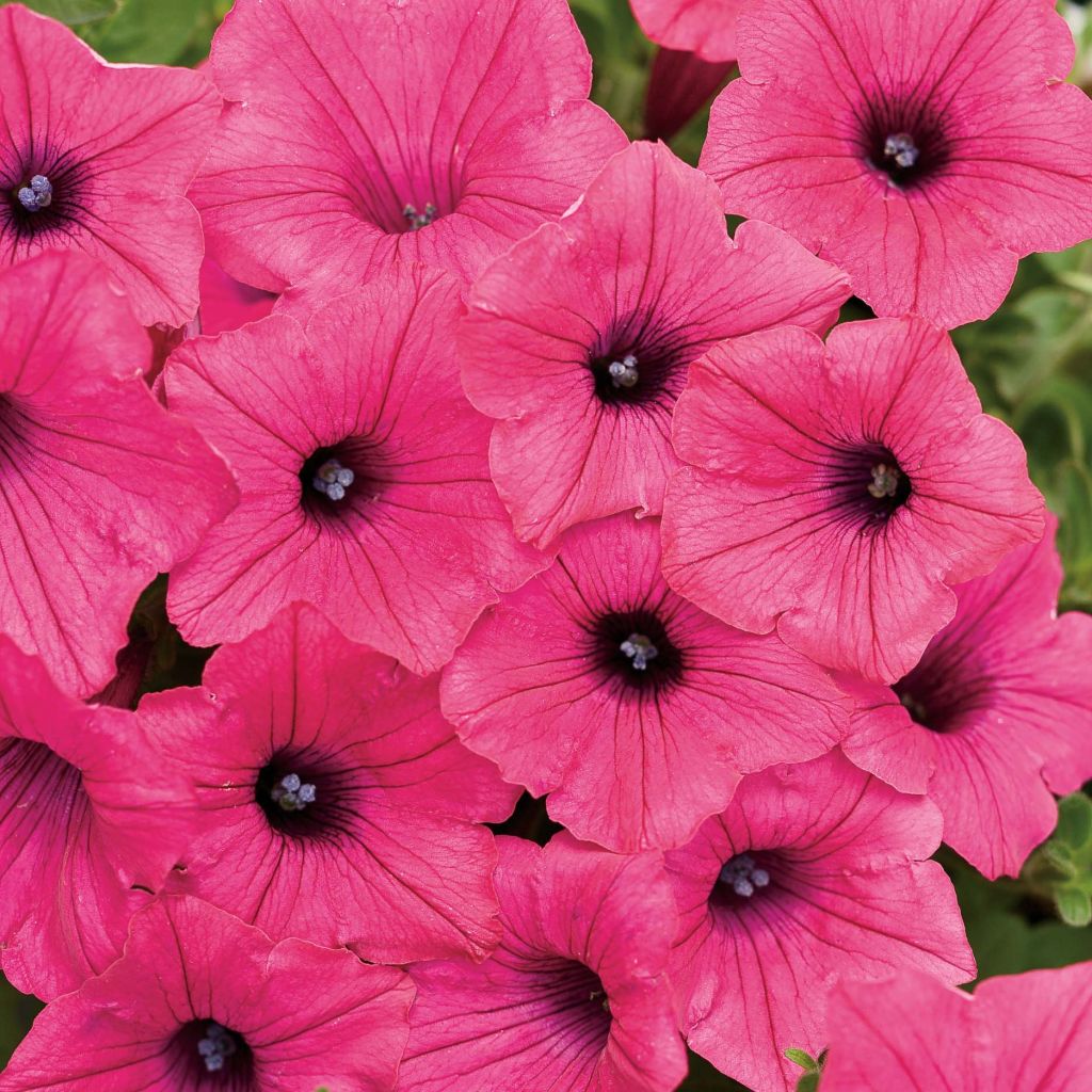 Petunia Supertunia Vista Fuchsia - Hangpetunia