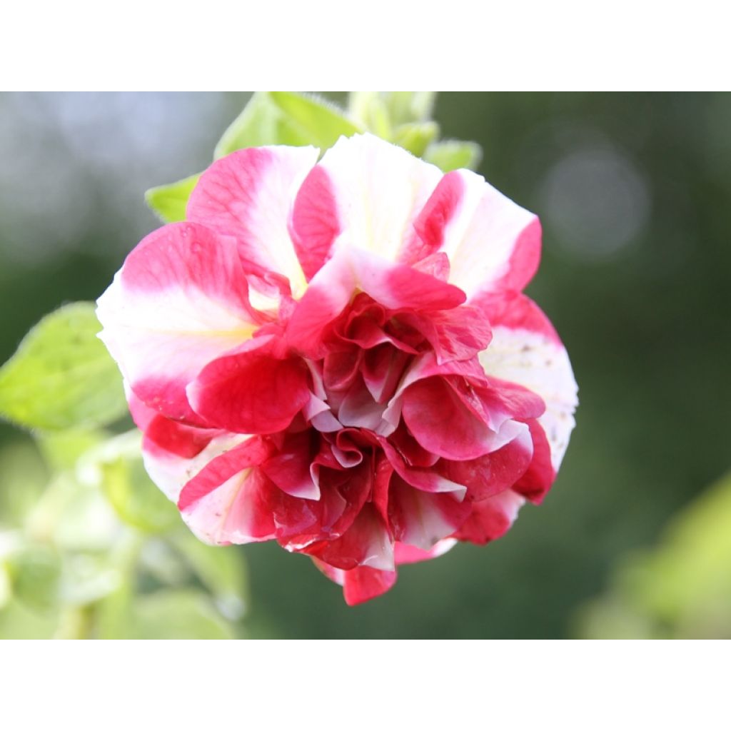 Petunia Tumbelina Cherry Ripple - Hangpetunia dubbel