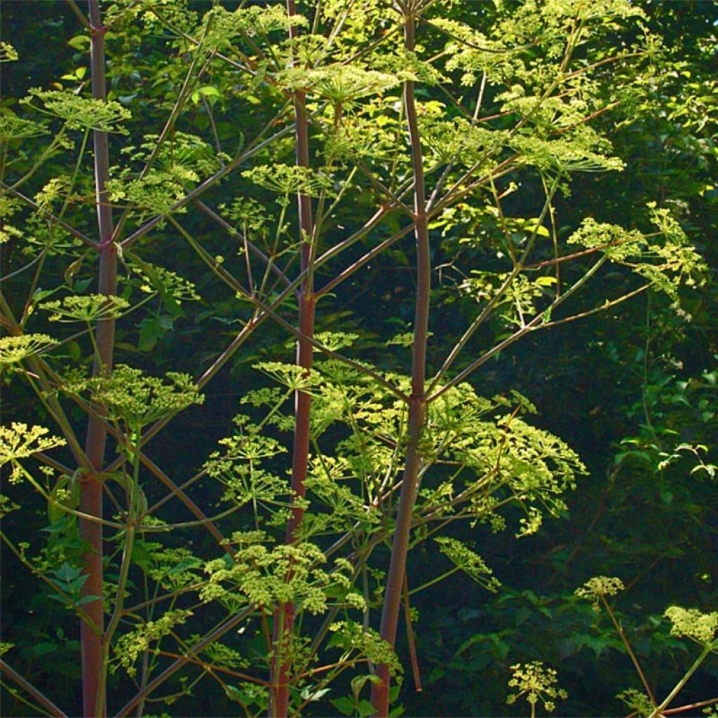 Peucedanum verticillare - Varkenskervel