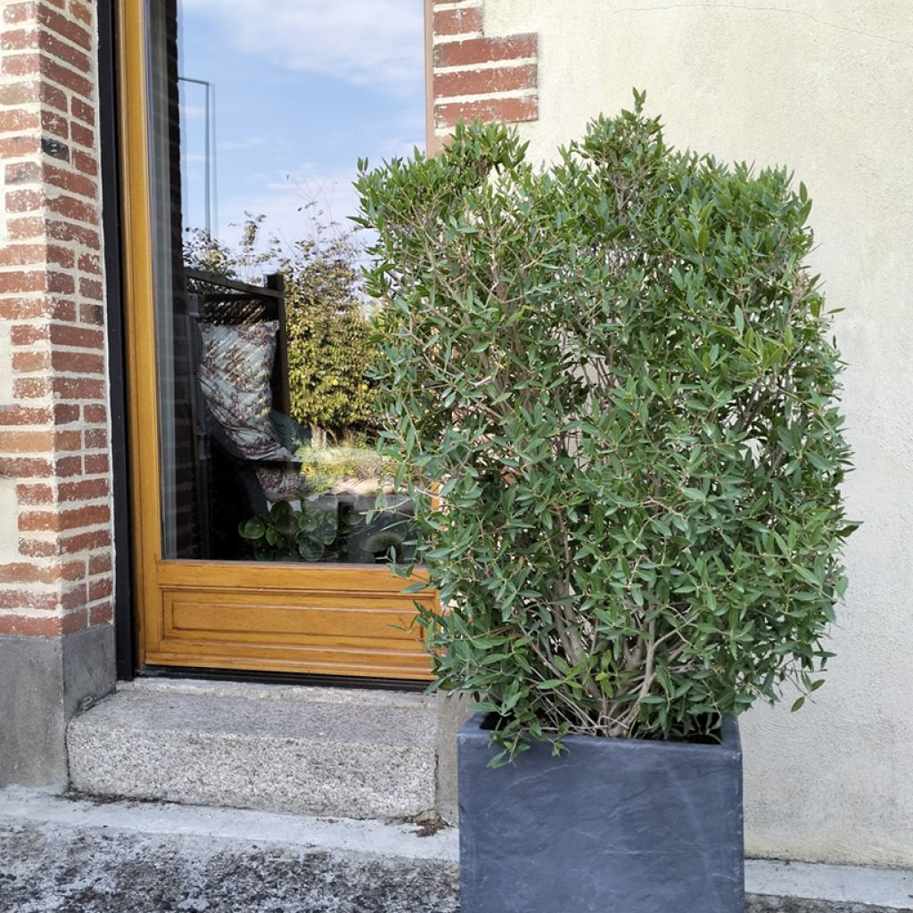Phillyrea angustifolia GreenQuick - Steenlinde