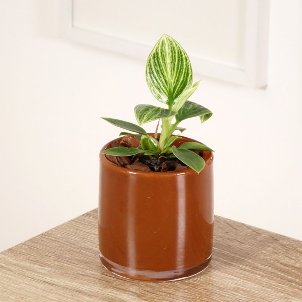 Philodendron Birkin White Measure