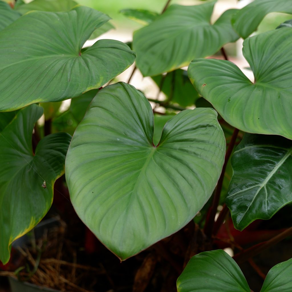 Philodendron squamiferum x serpens