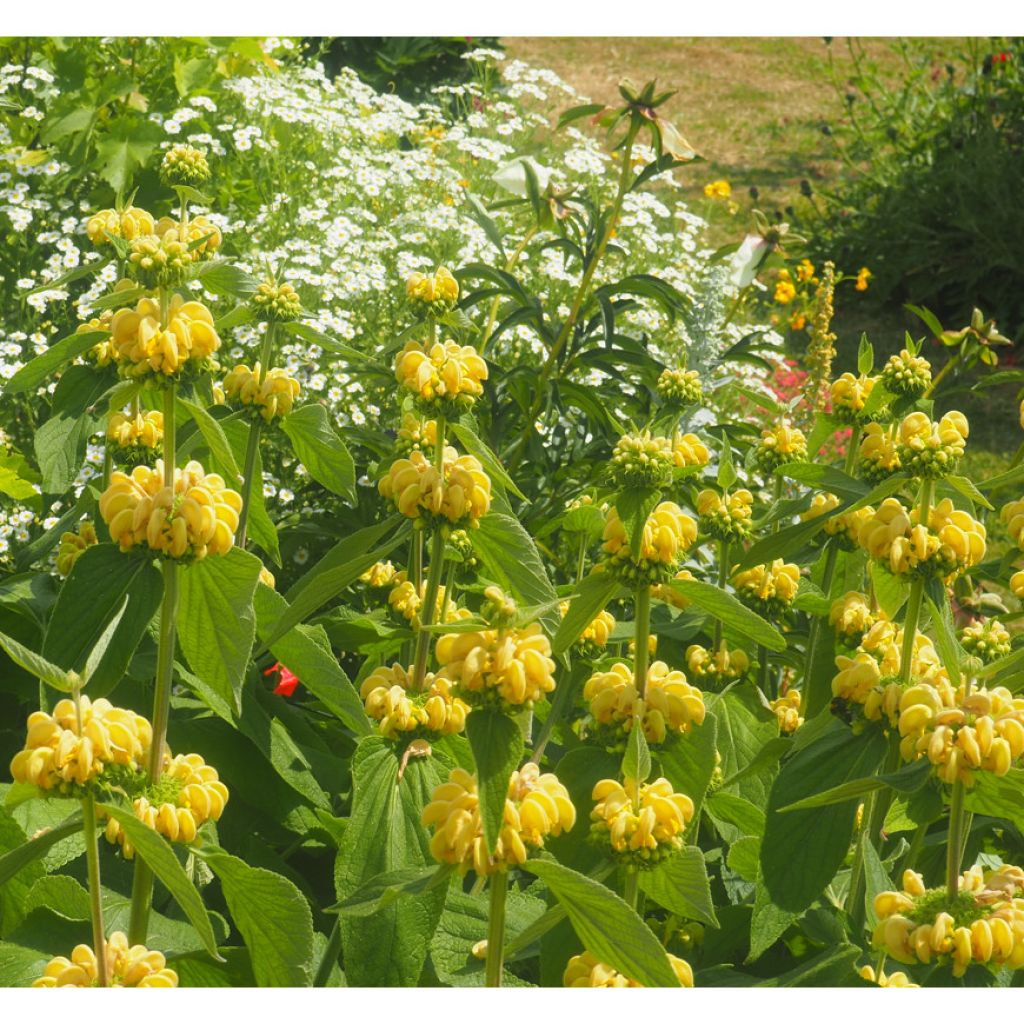 Phlomis russeliana - Brandkruid