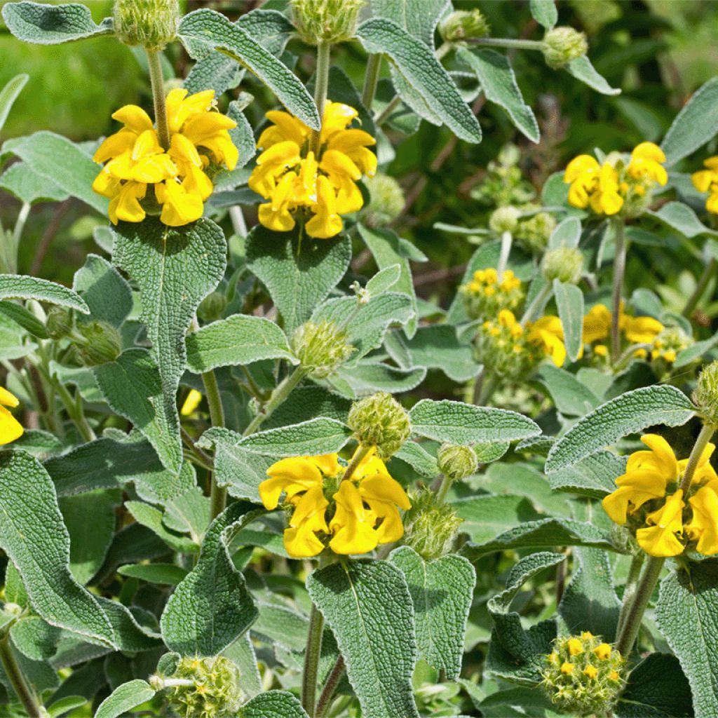 Phlomis bourgaei - Brandkruid