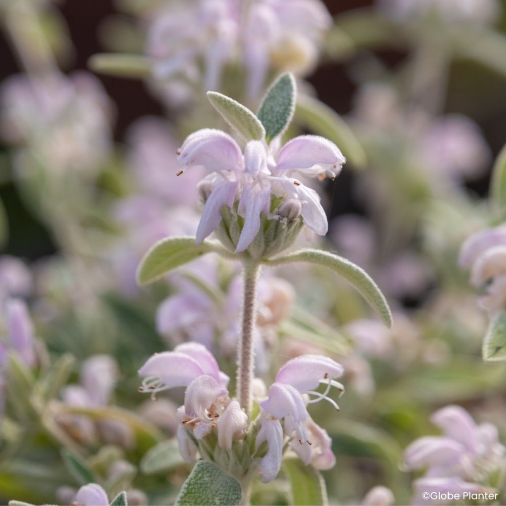 Phlomis Hill Phlo - Brandkruid